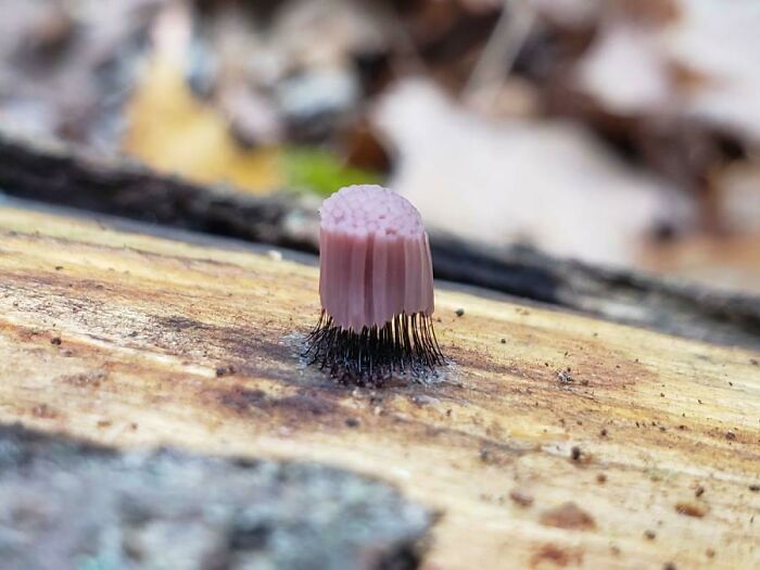 Assuming This Is A Fungus Of Some Sort, Spotted On Top Of A Dead Log In Pawtucket, Rhode Island