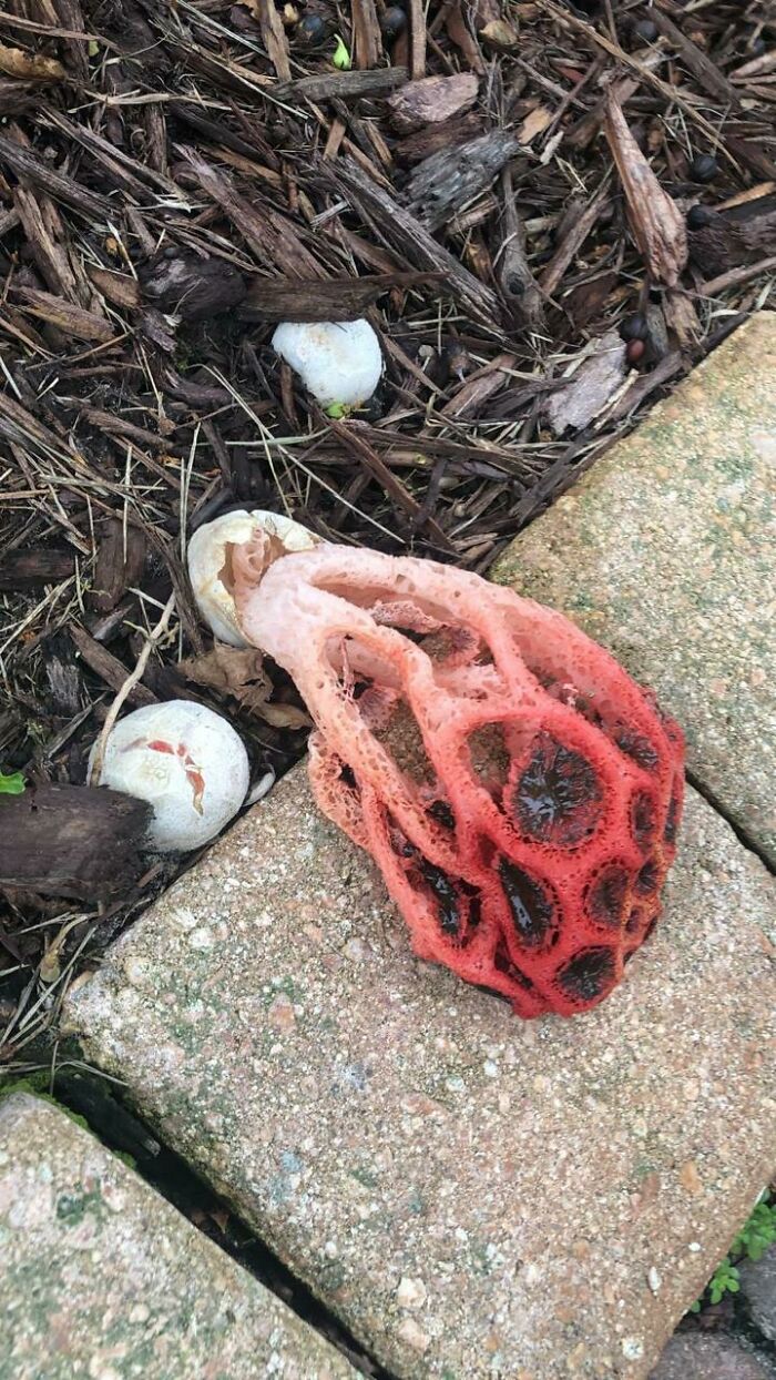 What The F**k Is This Thing? My Friend Found It In His Yard