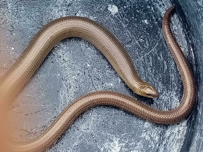 He encontrado este pequeño cabr*ncete en mi jardín, no muerde, incluso me deja tocarlo y manipularlo. ¿Qué podría ser? ¿es un tipo no venenoso de serpiente o simplemente un lagarto sin patas?
