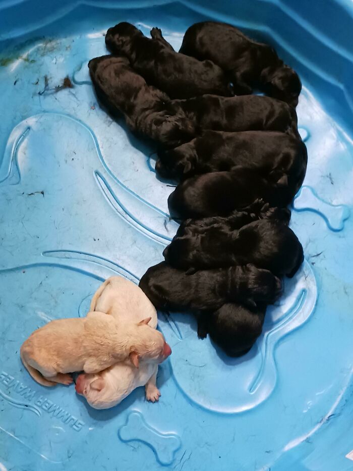 12 Freshly Baked Puppies