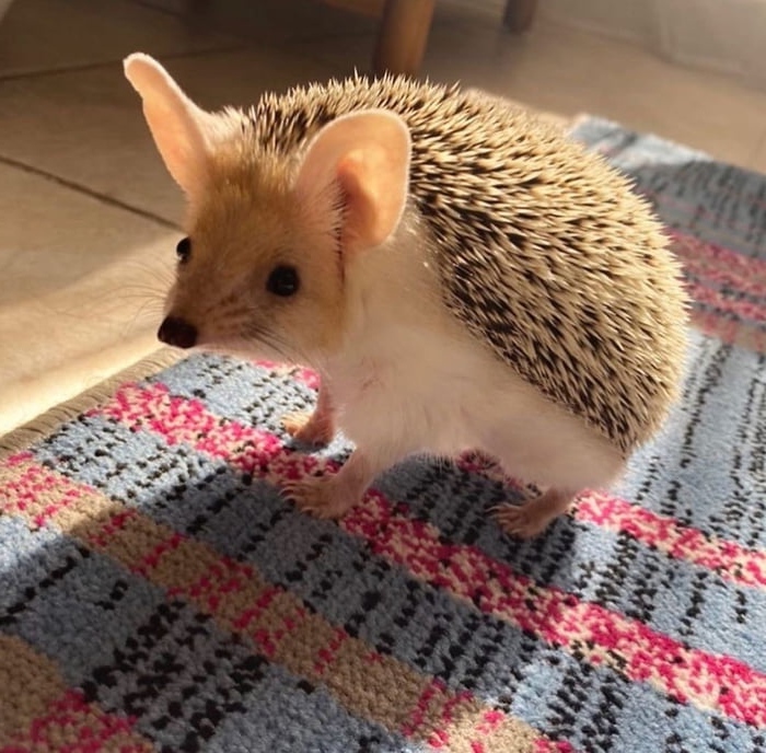 This Hedgehog With Really Long Ears
