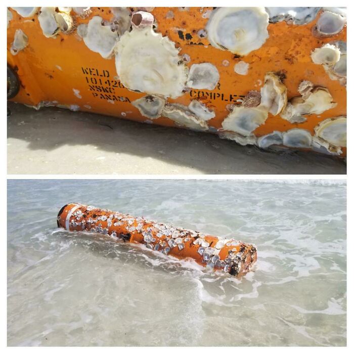 Washed Ashore On Navarre Beach, Gulf Of Mexico, Florida