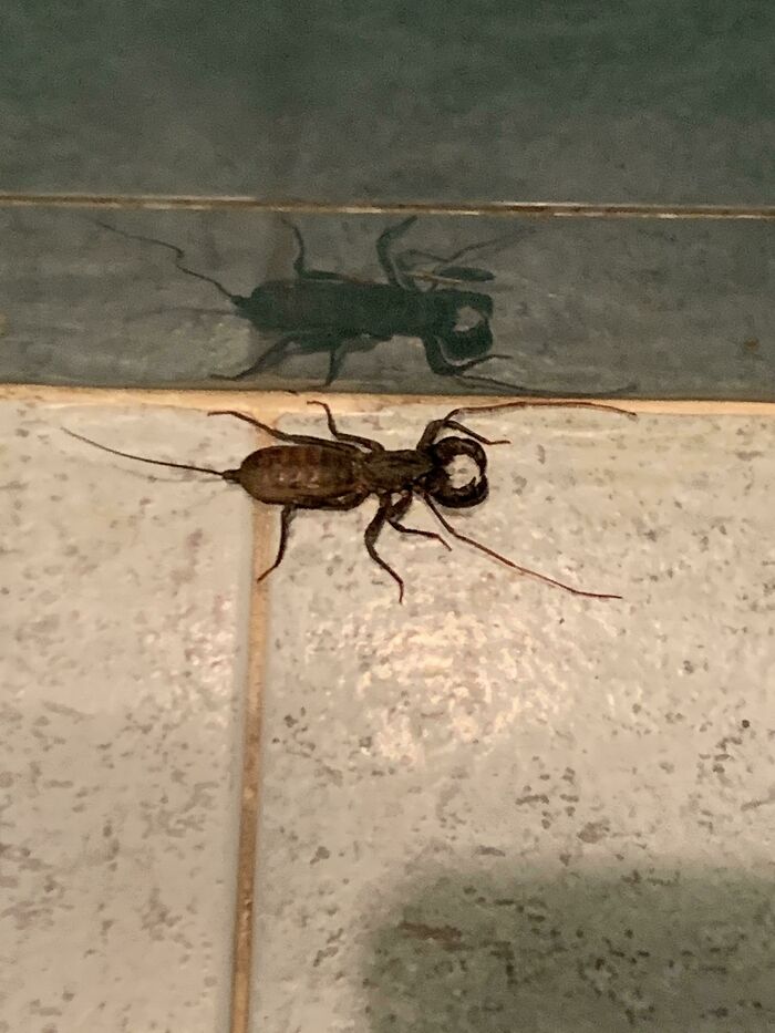 This Was In My Bathroom, Is A Scorpion?