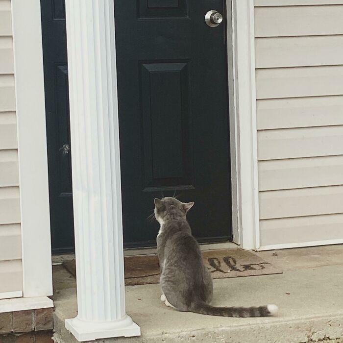 This Stray Cat I Started Feeding Last Week Waits For Me To Come To The Door