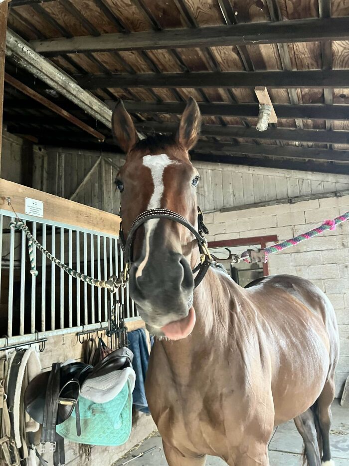 Tired Of Pitbull Posts? Here's My Horse Being A Doofus