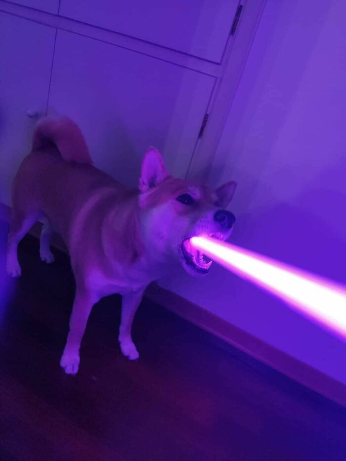 Coco Biting On A Toy Lightsaber, Looks Like He's Shooting His Laser Beam