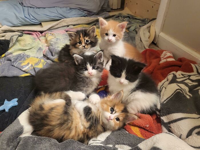 Probablemente ¡esta sea la mejor foto de un grupo de gatitos que tomaré!