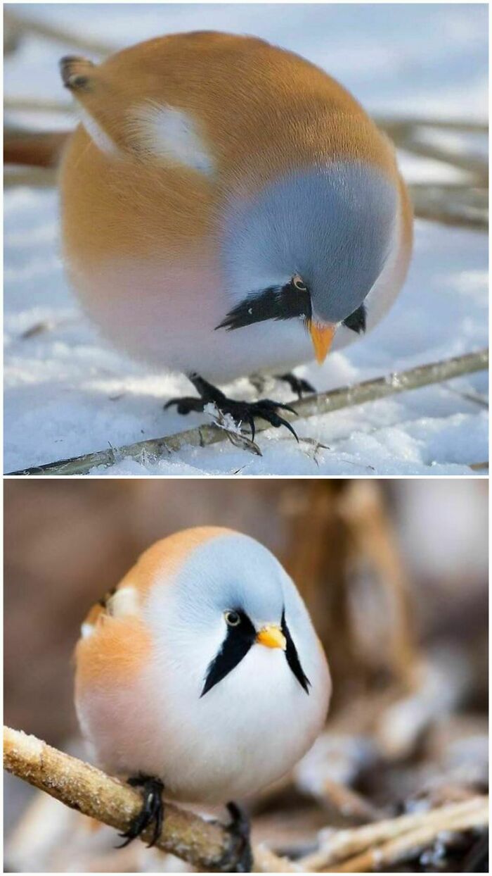 This Is The Bearded Reedling. Isn't It The Cutest Roundest Bird Ever
