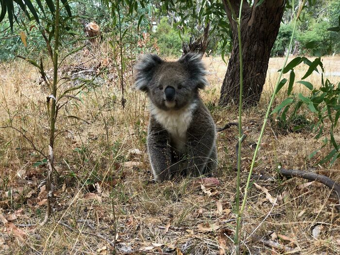 El koala más perfecto. Nunca superaré vivir en un país donde puedes tropezarte con esto en un paseo a diez minutos de la ciudad