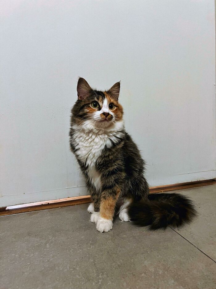 Any Idea What Kind Of Cat I Just Adopted?