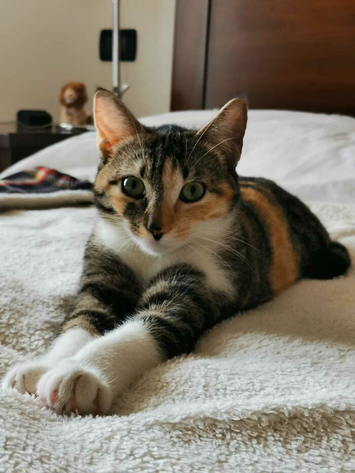 Our First Cat Since We Moved Together. We Adopted Nati. She Is Very Sweet