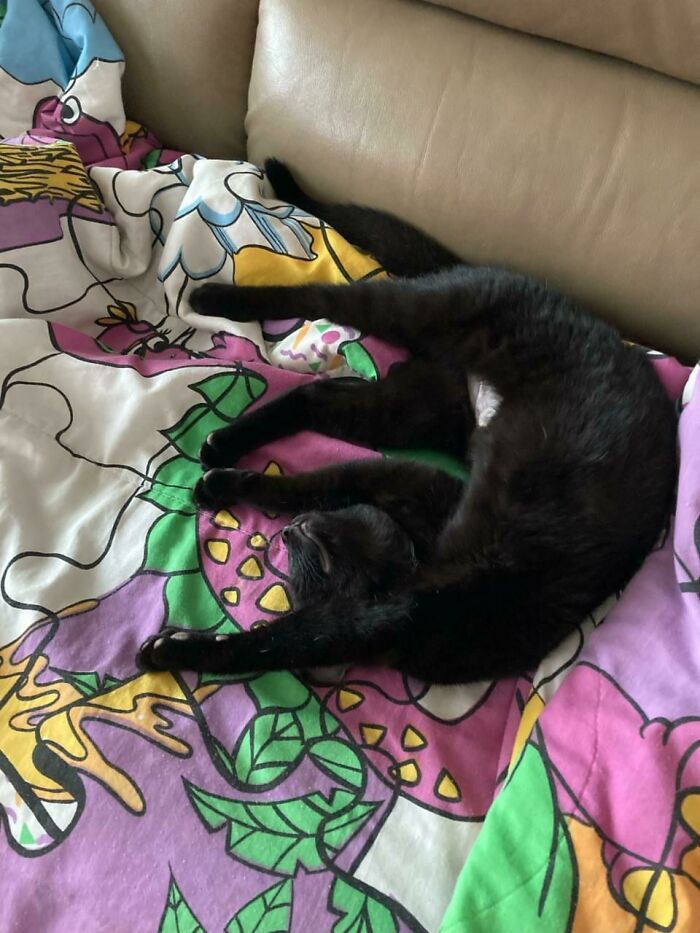 People Always Ask Me Why I Volunteer At A Cat Shelter. It’s Because Of Pictures Like This One. This Is Réglisse, Who Was Recently Adopted, In Her Forever Home. To See Her Relax And Smiling Is So Worth All The Work