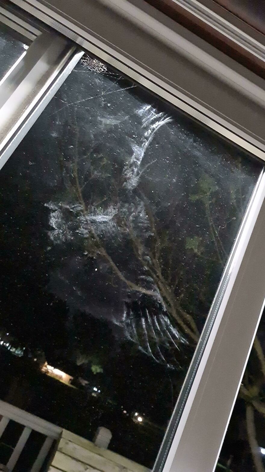 Owl Print! An Owl Has Pretty Clearly, Flown Into My Window. Leaving A Very Detailed Splat