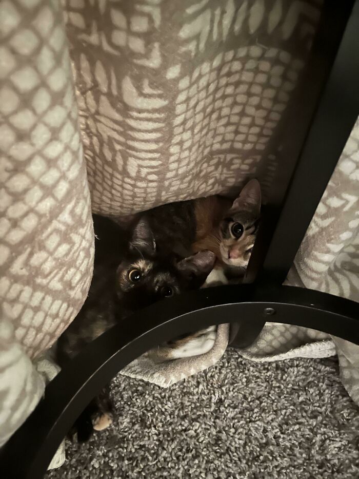 Found Our Newly Adopted Sisters (5 Months) Cuddling In A Blanket Draped Over A Barstool Last Night
