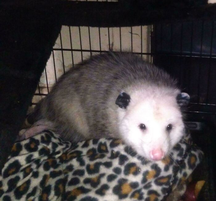 Is My Sweet Boy Welcome Here? Rosco, My Rescue Opossum