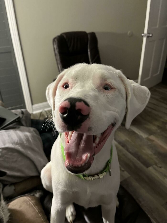 My Name Is Krypto And I Just Got Adopted. Life Is Wonderful!