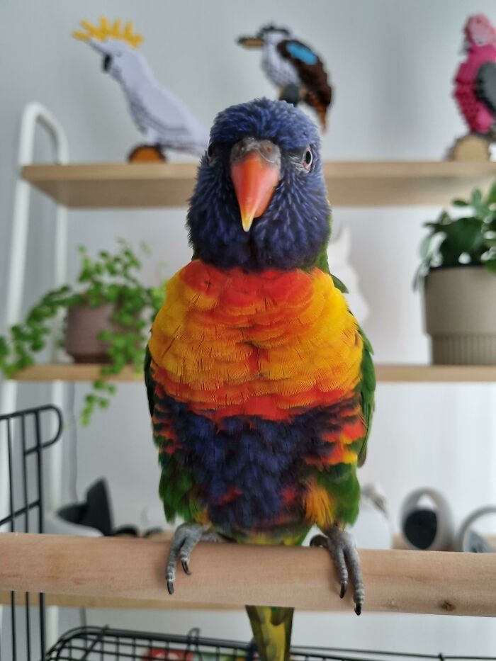 My Rescue Rainbow Lorikeet The Day After I Adopted Him