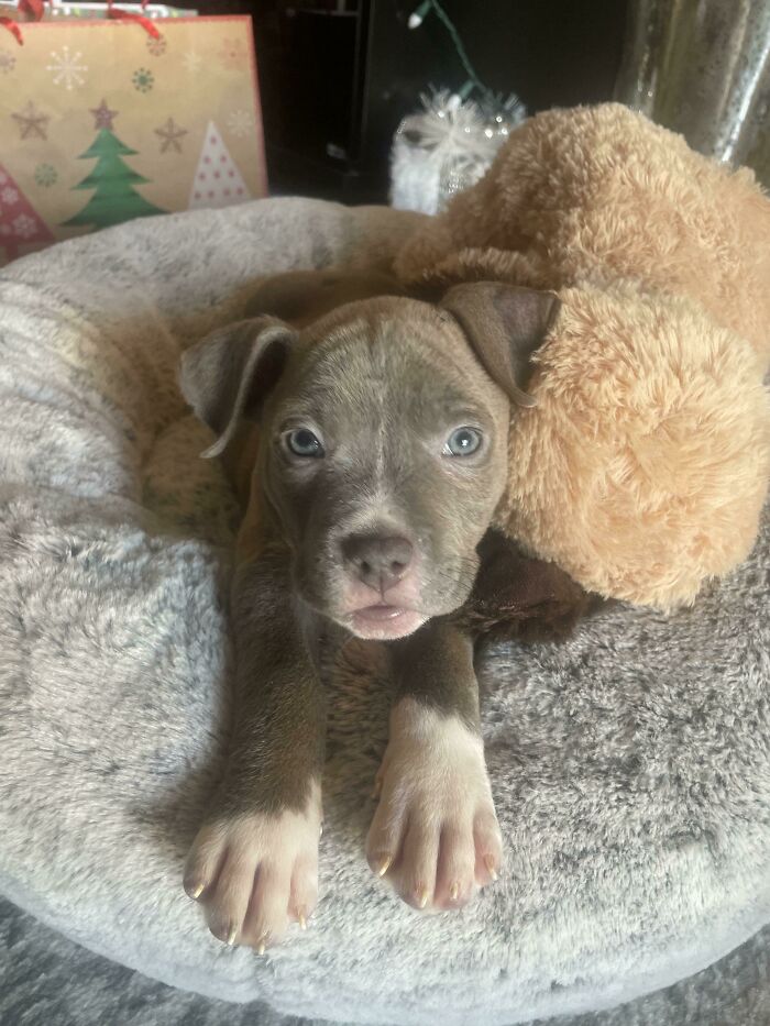 Just Adopted My First Puppy And First Pit And I’m In Love