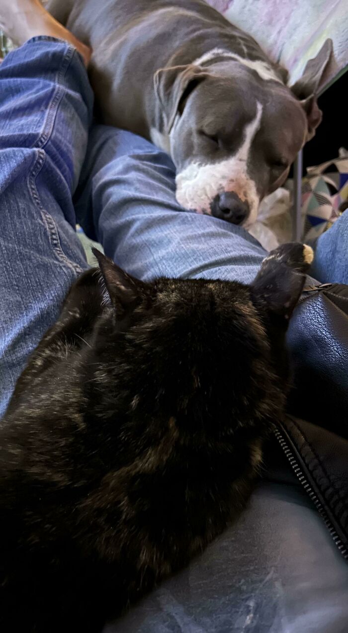 My Shelter Adopted Baby Blue, Jealous That Her Little Cat Sister Is On My Lap But Still Happy To Sleep On My Legs