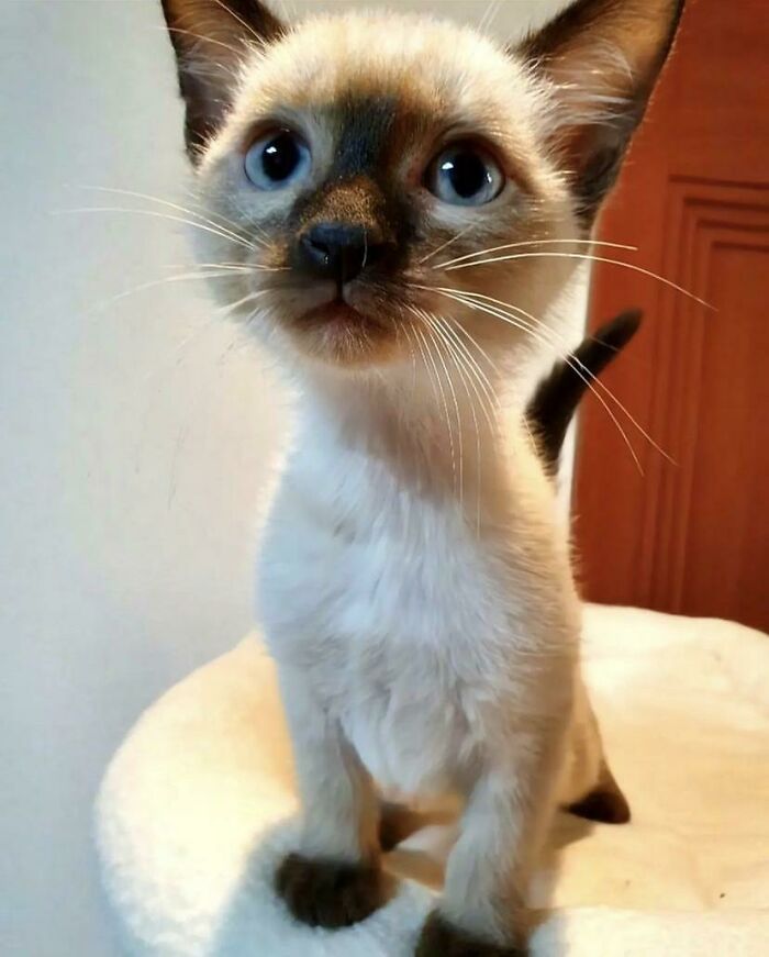 This Little Darling Was Adopted By A Friend Of Mine. What Do You Think Of Him?