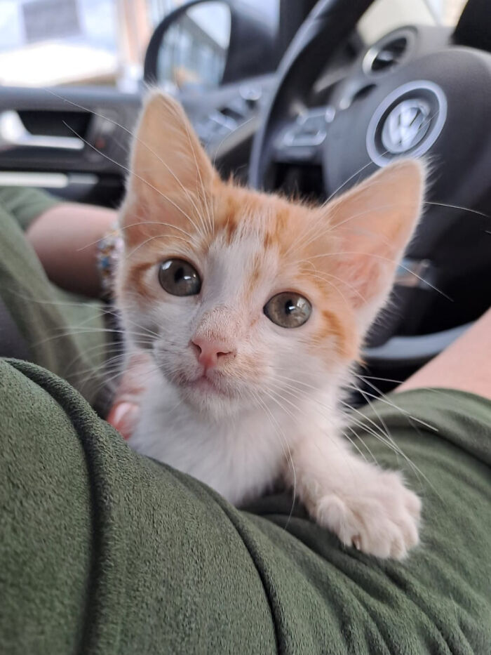 I Just Adopted This Kitten , Here Is A Pic Of Her On The Way To The Vet