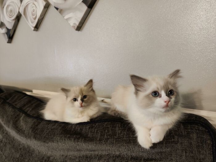 Just Adopted Two New Kittens