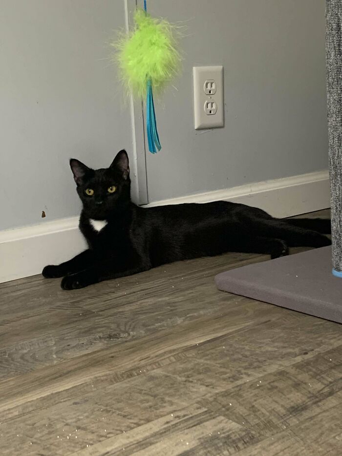 Say Hello To My New Friend Mazie, I Adopted Her Yesterday At A Petsense Adoption Program, One Of The Workers There Said That Mazie Has Been There For About 4 Months And It Was Speculated That The Reason No Nobody Wanted Her Was Because She Was A Black Cat But Me And My Family Love Her Very Much