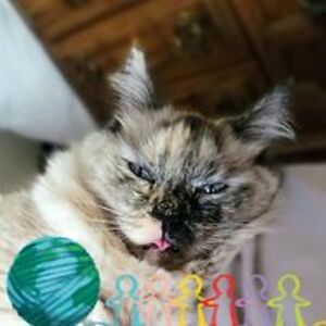 amy_shoffeitt avatar