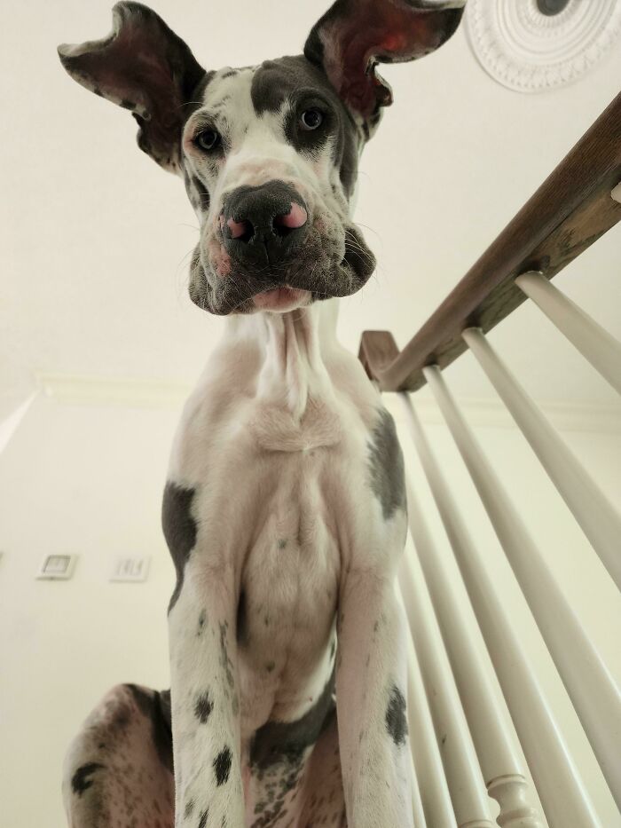 Merlin, The 7-Month-Old Great Dane