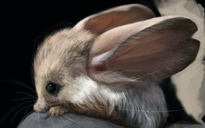 The Long-Eared Jerboa Has Ears 2/3 The Length Of Its Body; One Of The Largest Ear-To-Body Ratios In The Animal Kingdom