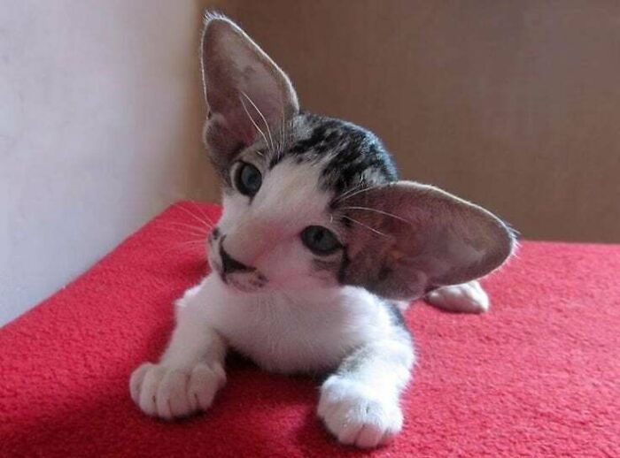 Oriental Kitty With Big Ears