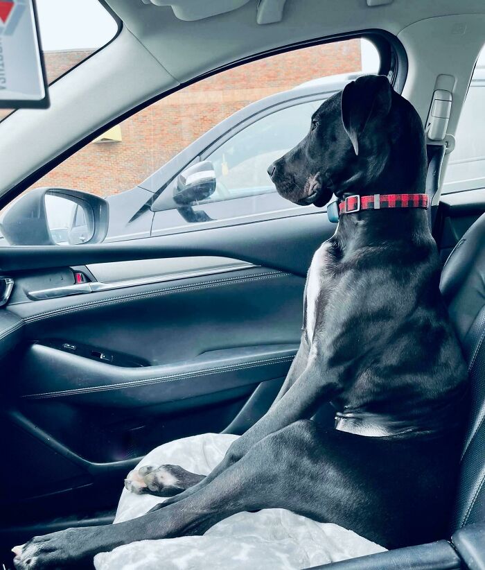 A Great Dane Or A Human?