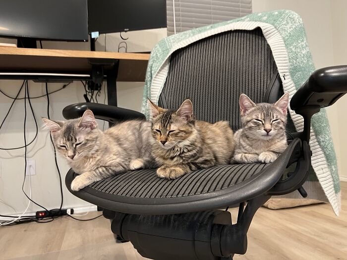 Adopted 3 Sisters!