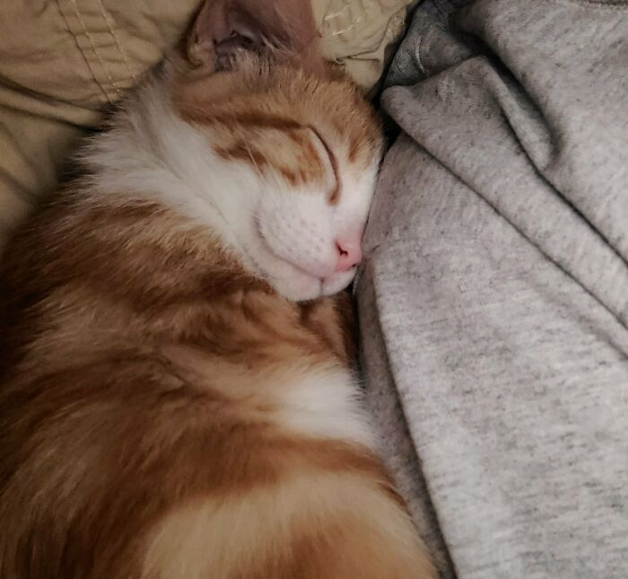 This Is My Little Rescued, He Was Found In The Street Hiding In The Bushes, Some Dogs Were Running Him. I'll Keep Him With Me Until I Get Him Adopted, He's Eating A Little Solid And A Little Soft. It's An Orange Sun