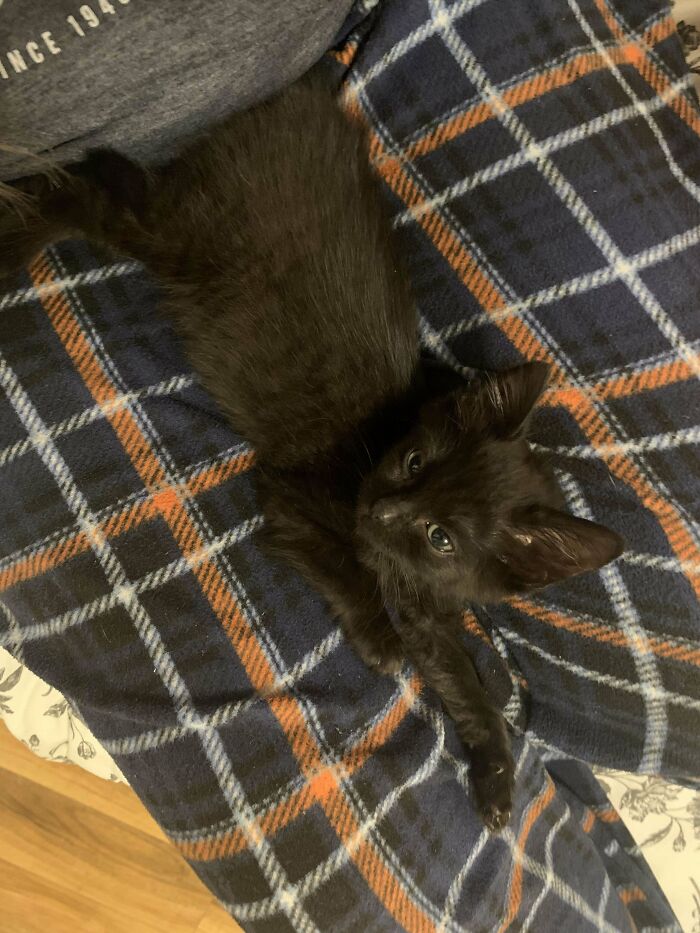 I Adopted My First Void Yesterday. She Is So Tiny And Has Stolen My Heart! Her Name Is Poppy (After My Favorite Flower And She Is The Color Of A Poppy Seed)
