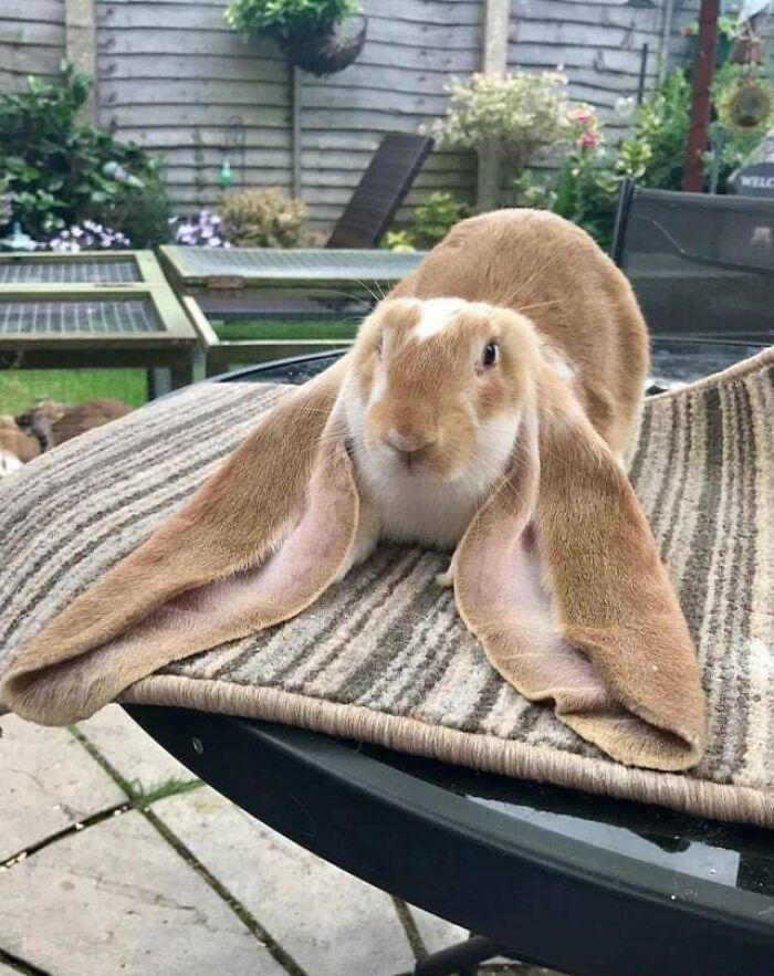 This Amazing Long Eared Bun