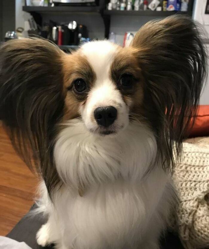 The Dog That Convinced Me To Get Past My Dislike Of Small Dogs. Meet Gizmo