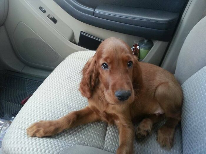 Meet Murphy. My 10 Week Old Irish Setter Puppy!
