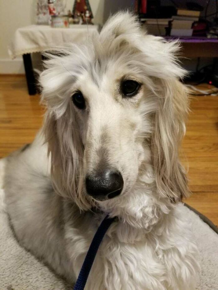 Cute Afghan Hound