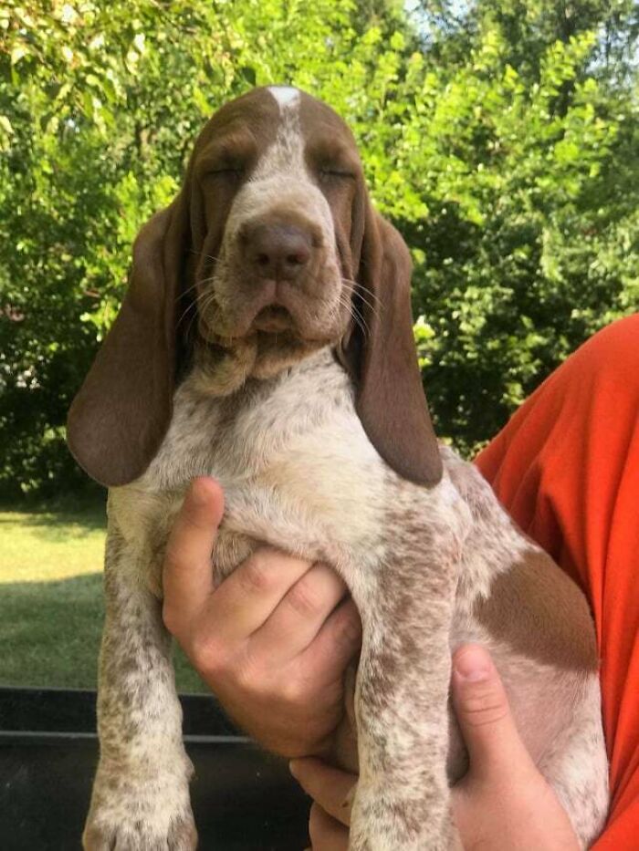 5 Hours On A Plane Yesterday With This Little Chunk. Meet Hamilton The Bracco Italiano