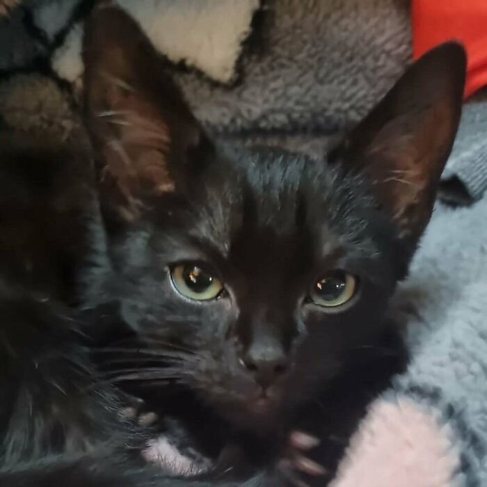 Cat-Bat Hybrid: Kitten With Extra Long Ears