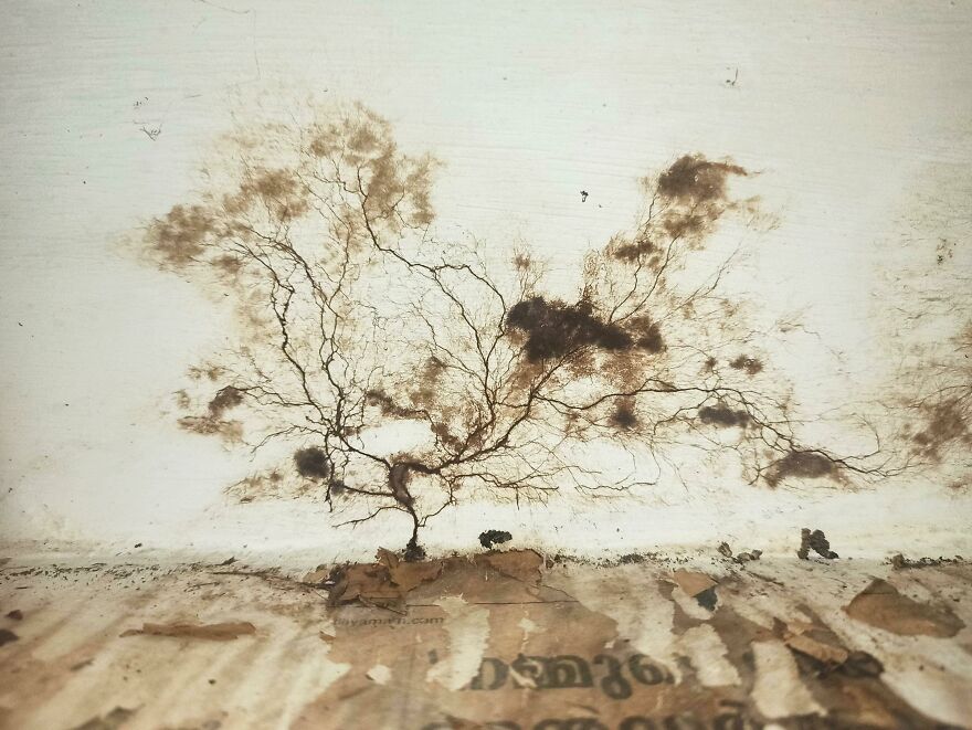 These Natural Art By Fungus On My Mom's Kitchen Cupboard Wall
