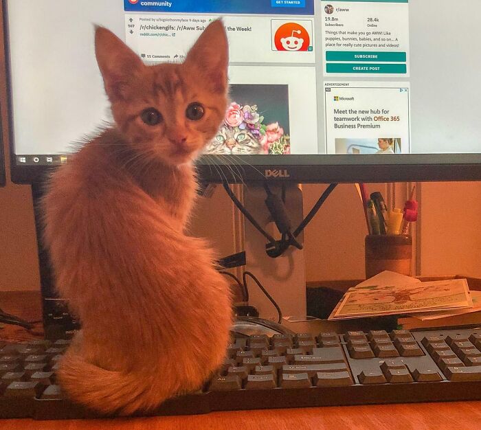 The Decoy Keyboard Is Working