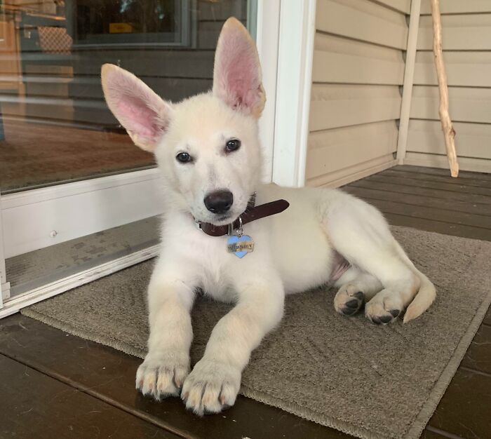This Is My New Puppy — His Ears Are Big. I’m Sure He’ll Grow Into Them Eventually