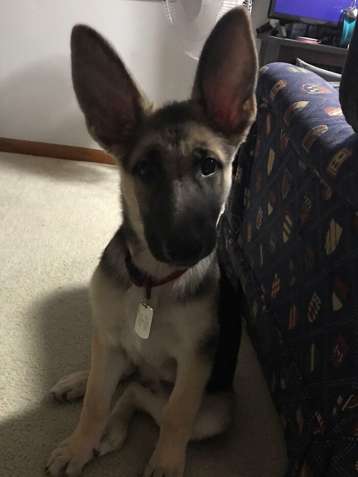 Meet Ace. Heckin' Big Stompers And Floppy Ears
