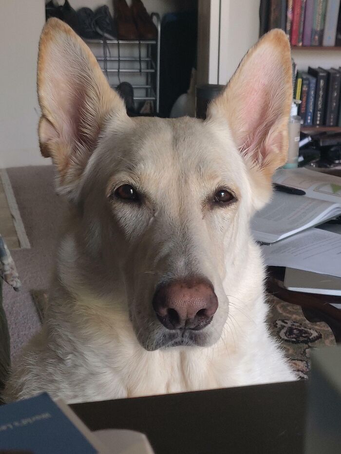 My Dog Ghost Is Very Suspicious Why I'm Home On A Work Day