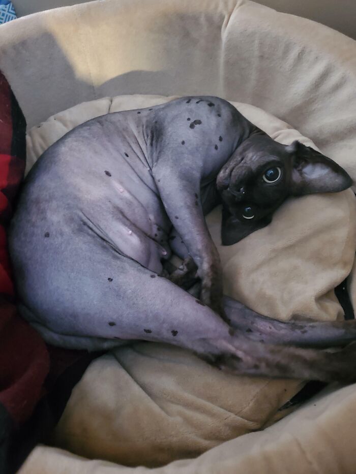 Lulu Is Being Especially Cute Today!