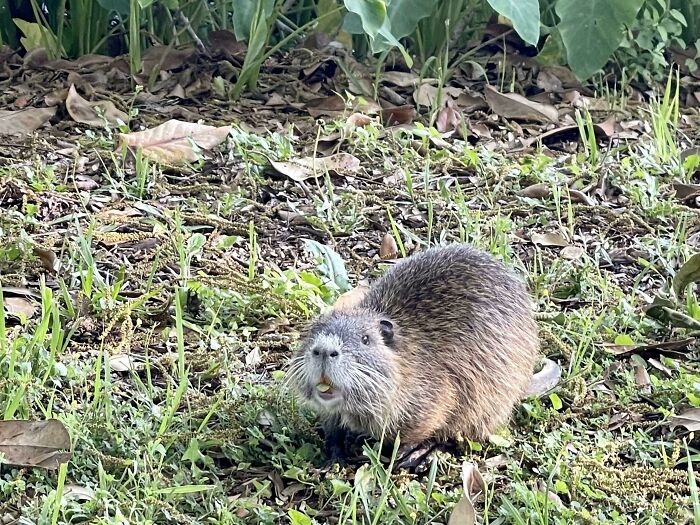 I Had My First Encounter With A Nutria Rat. Did Not Realize How Cute They Are In Real Life