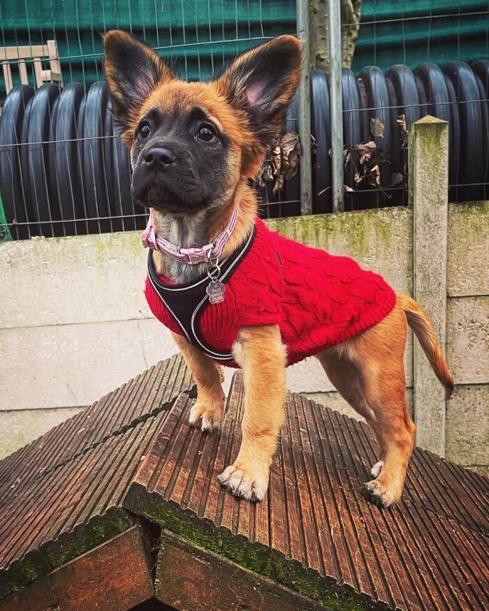 My Little Rescue Girl. Them Ears Though