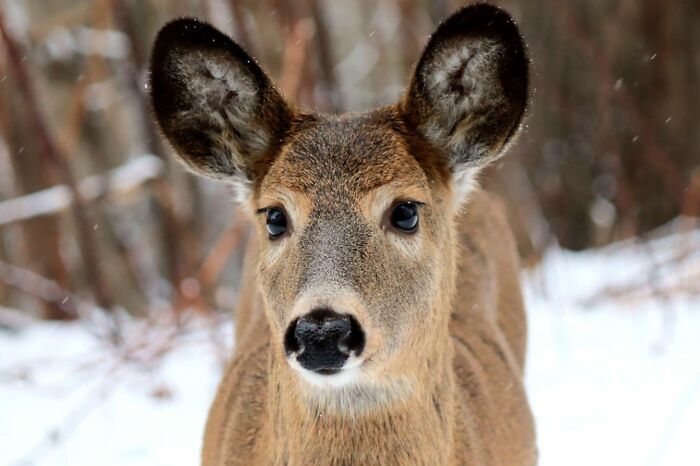 Our Newest Neighbor Came By For A Visit